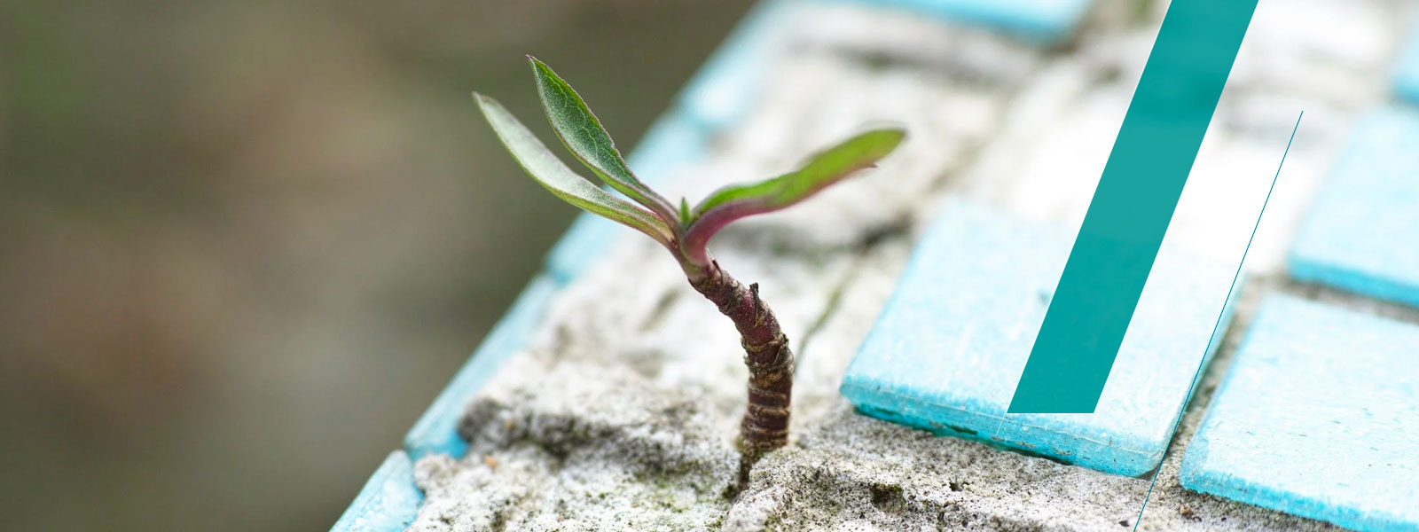 Développement Durable Bannière 